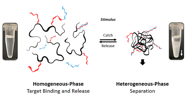 Smart polymer catch-and-release phase separation graphic