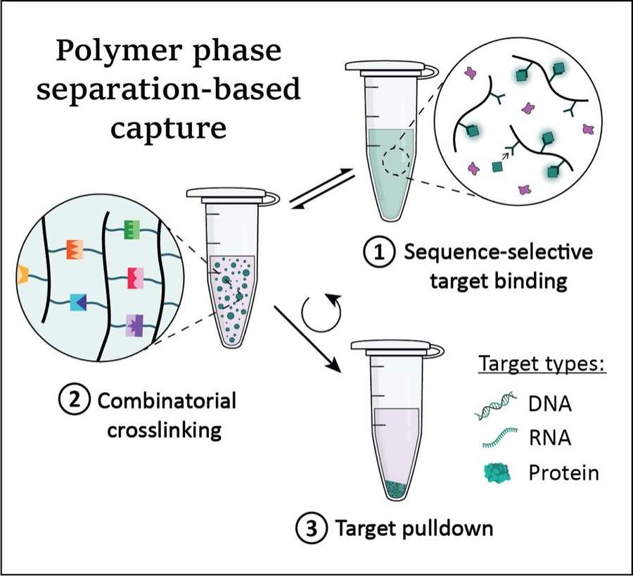 Table-of-contents graphic showing polymer phase separation-based biomolecule capture