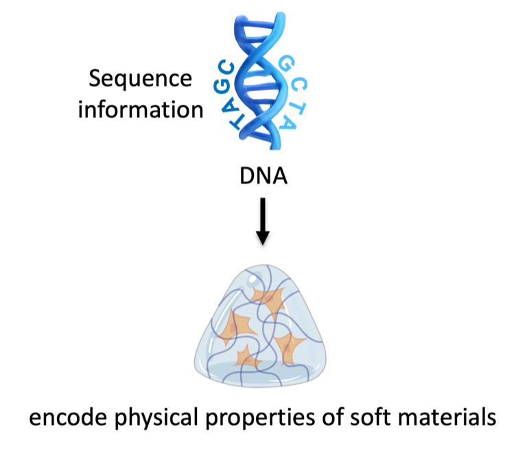 Graphical abstract for programmable polymer materials empowered by DNA nanotechnology
