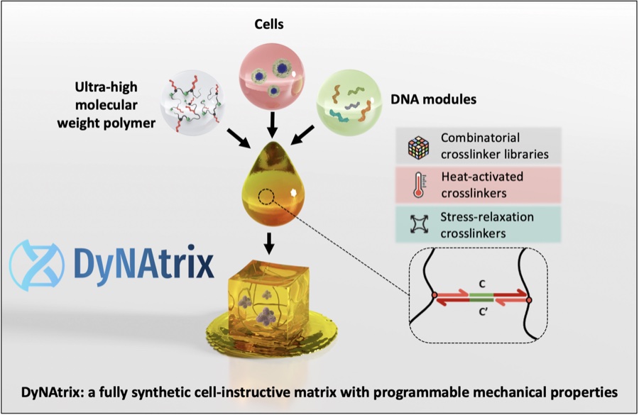 DyNAtrix graphic showing DNA-programmed cell-instructive matrices