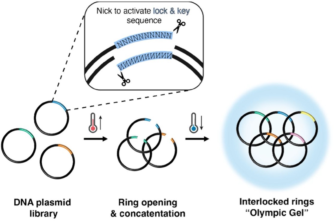 Assembly of an Olympic gel from a combinatorial library of DNA plasmid rings