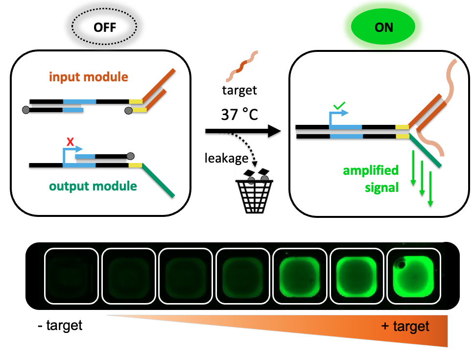 Y-Switch gene switch activated by a target RNA molecule to produce a fluorescent signal